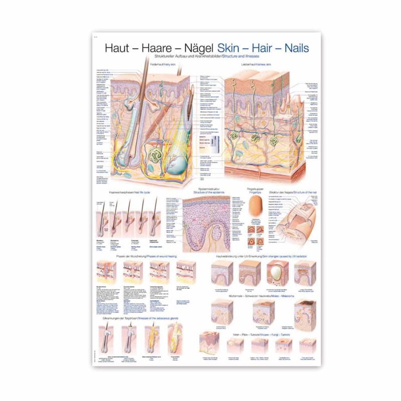 Skin, Hair, Nails Wall Chart