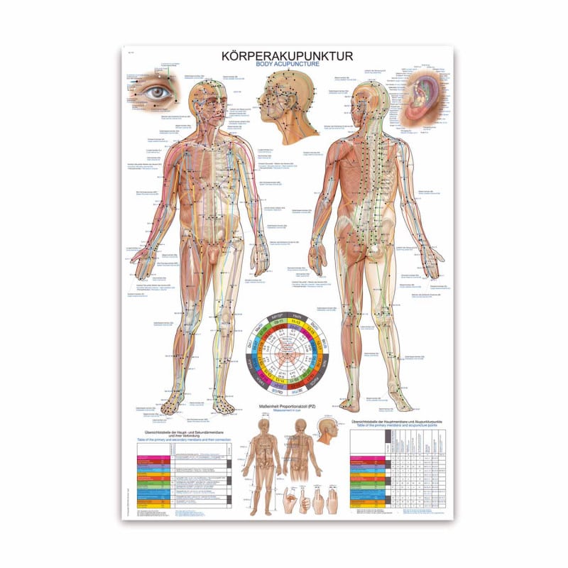 Acupuncture Wall Chart