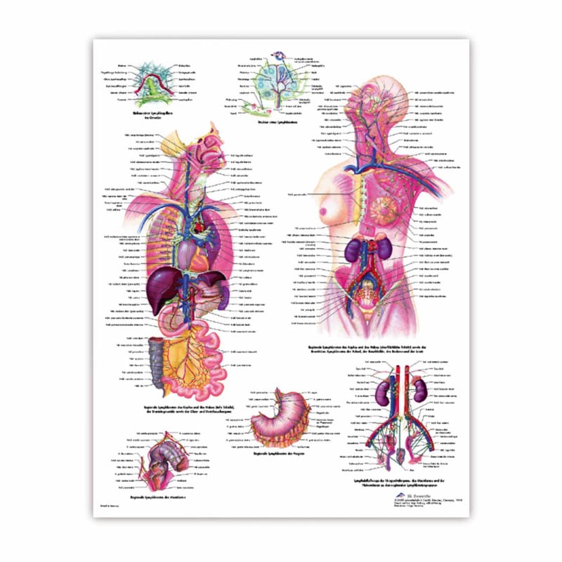 The Human Brain Wall Chart German