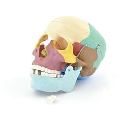 Coloured Skull Model
