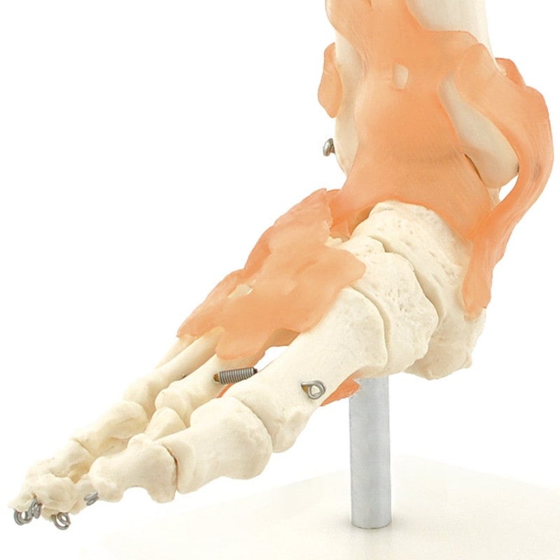 Skeletal Foot Model