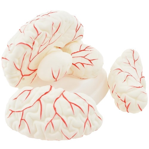 Brain Anatomical Model