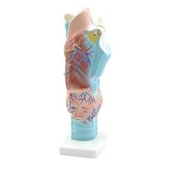 3-Piece Larynx Model