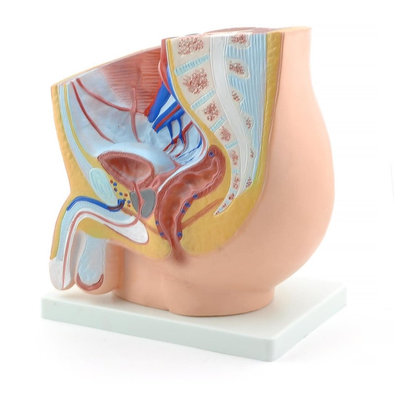Male Pelvis Model