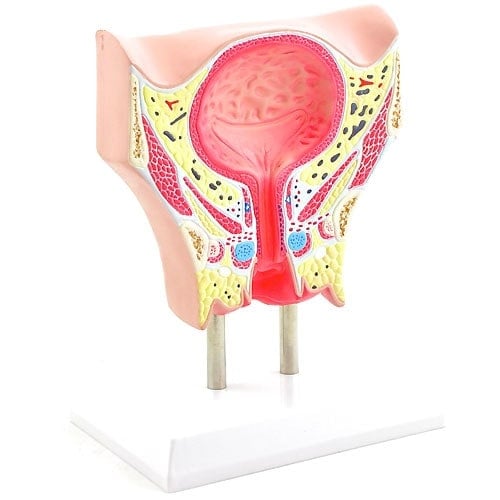 Female Bladder Model