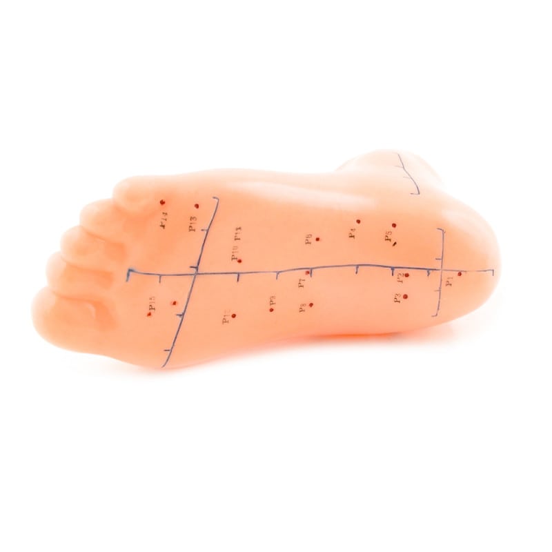 Foot Acupuncture Model