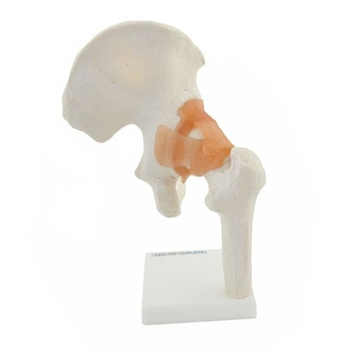 Hip Joint Anatomical Model with Ligaments