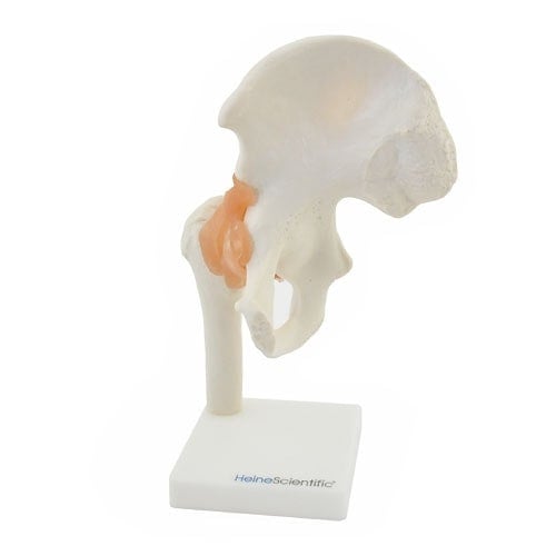 Hip Joint Anatomical Model with Ligaments