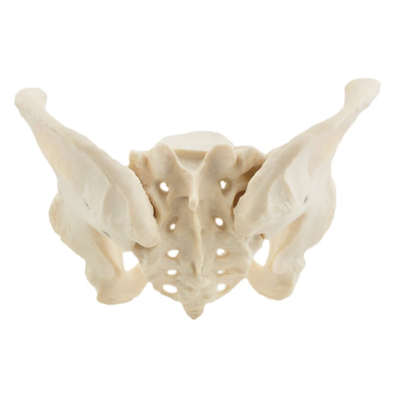 Skeletal Pelvis Model, Female