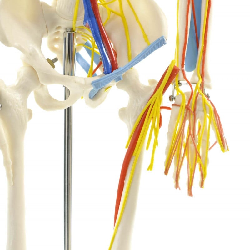 Human Skeleton Model