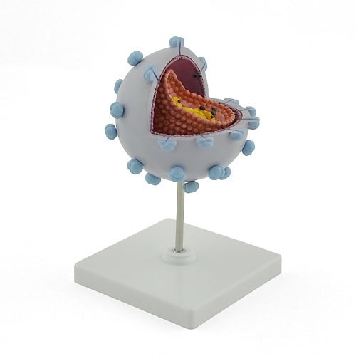 HIV Virus Model