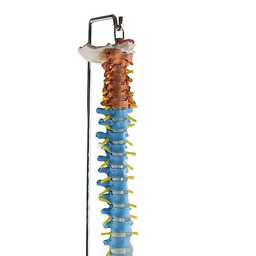 Didactic Vertebral Column Model