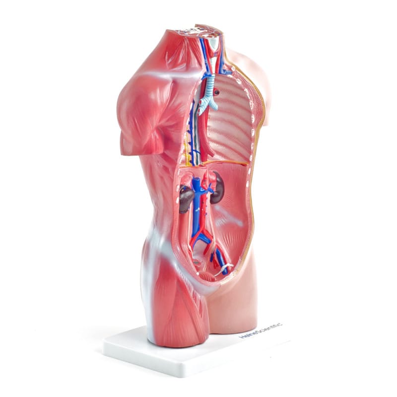 Genderless Torso Model