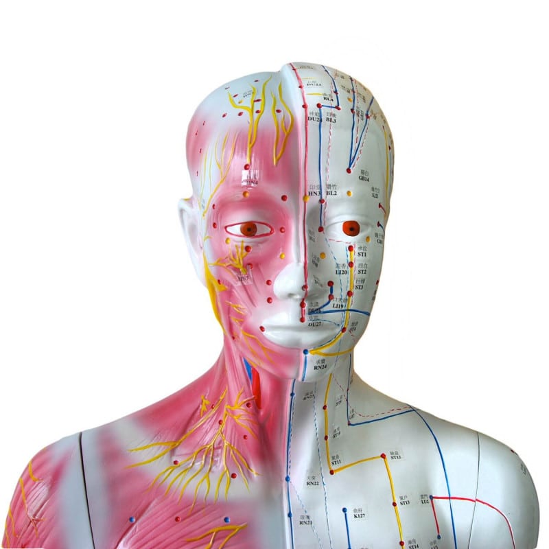 Life-size Acupuncture Model