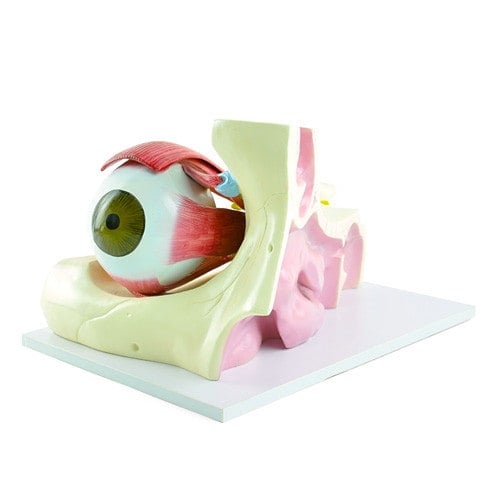 Model of the Eye Muscles