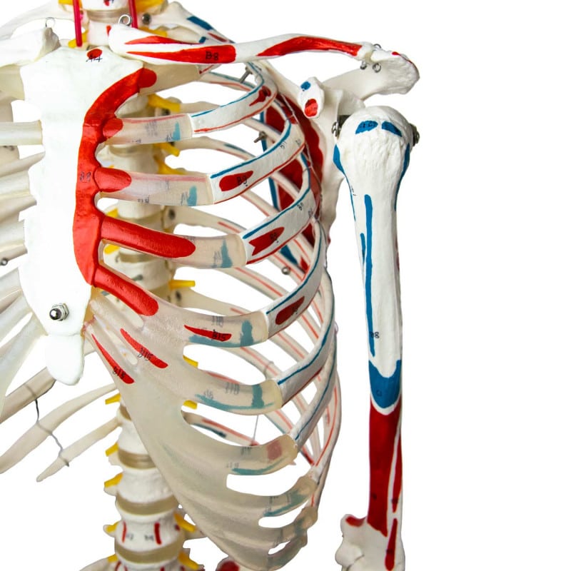 Skeleton Model with Painted Musculature