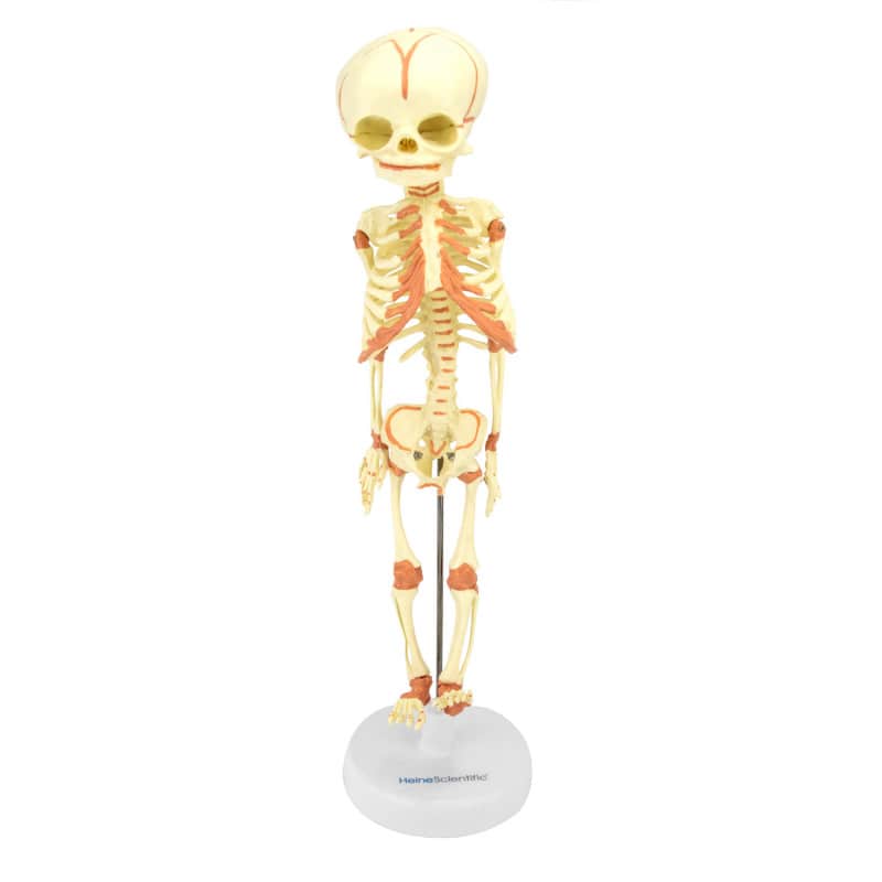 Foetus Skeleton