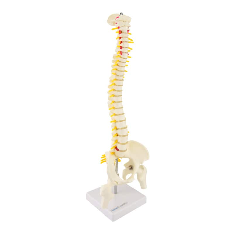Miniature Spinal Column