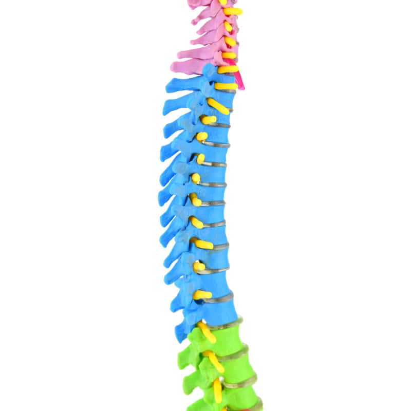 Didactic Miniature Spinal Column