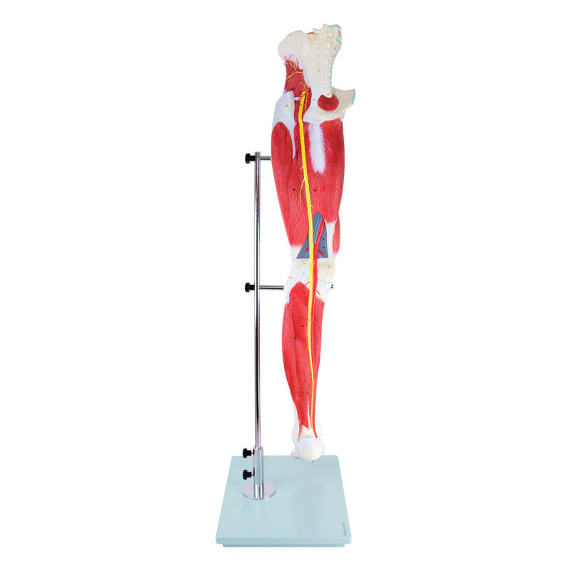 Leg Musculature Model