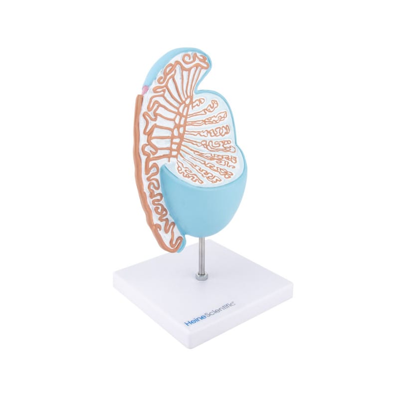 Testicle Model