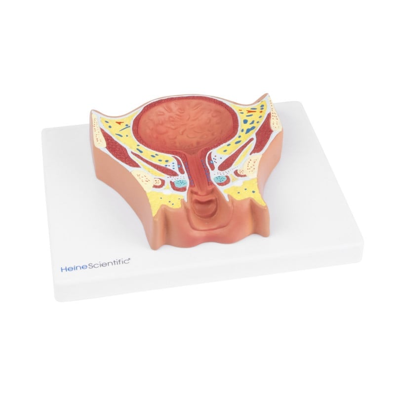 Female Bladder Model