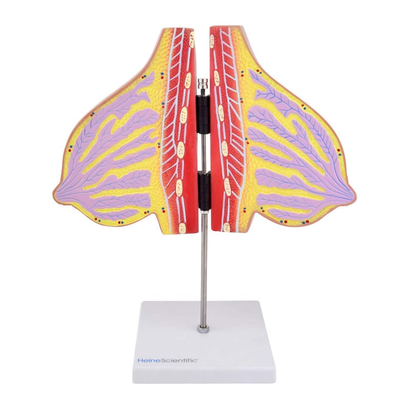 Lactating Breast Model