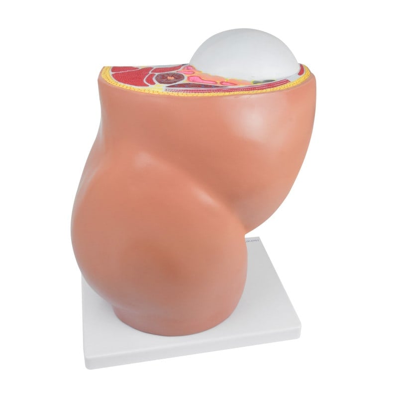 Pregnancy Model, 40th Week