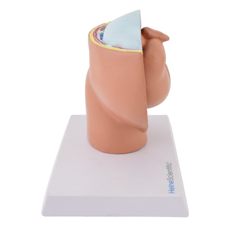 Miniature Pregnancy Model