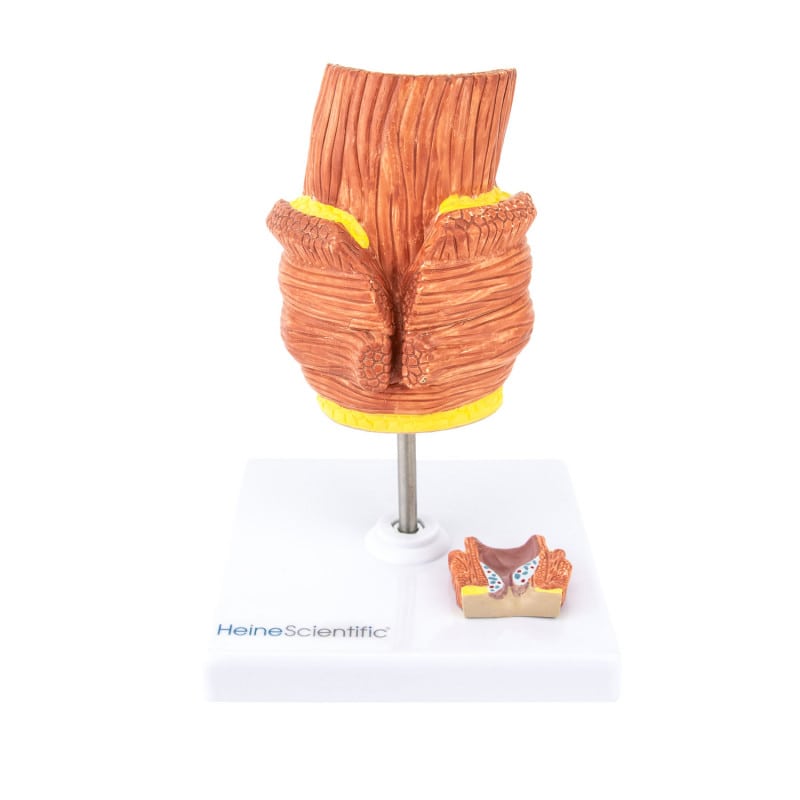 Haemorrhoid Model