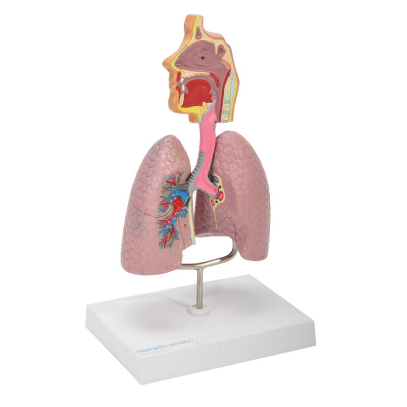 Model of the Human Respiratory System