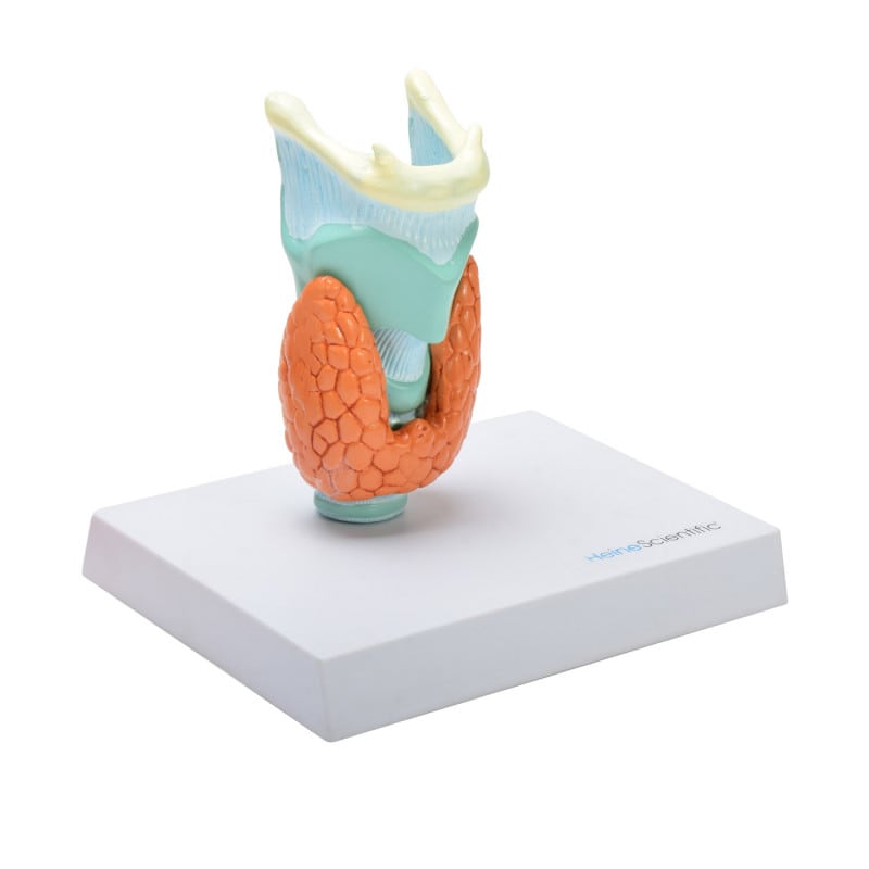 Thyroid Diseases Model