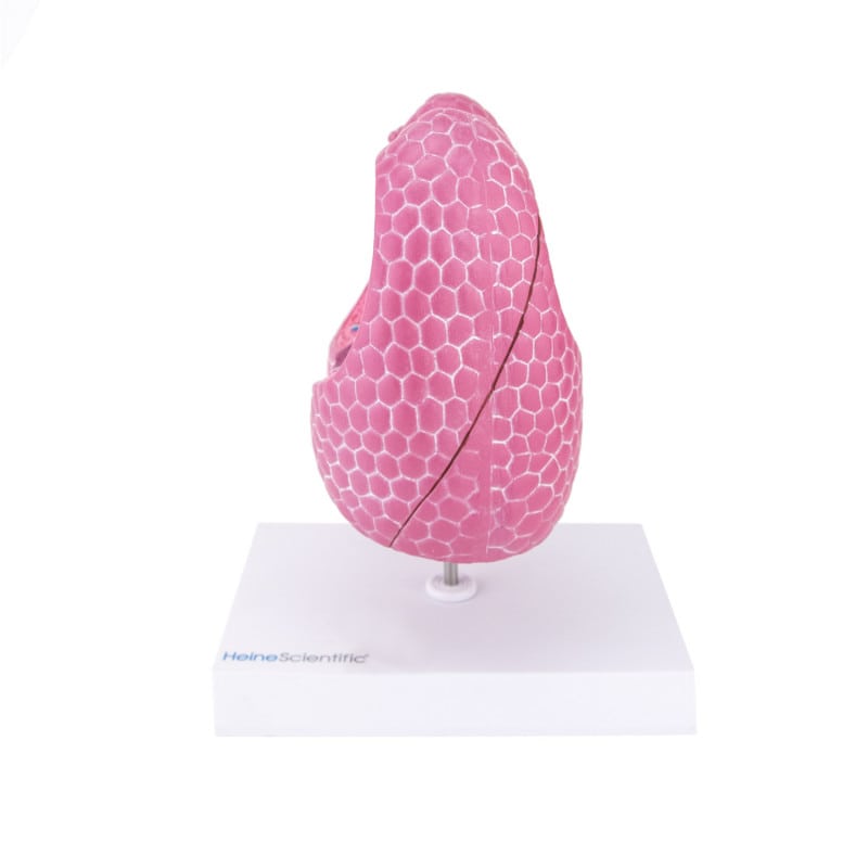 Lung Model with Diseases