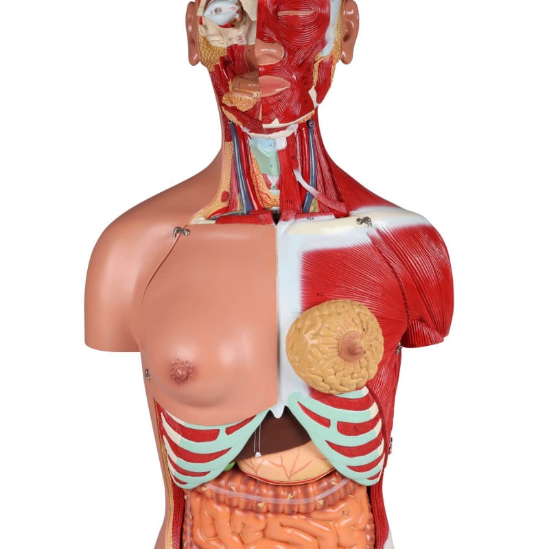 Bisexual Torso with Open Back, 28-Part