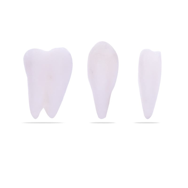 Skull Model with Brain