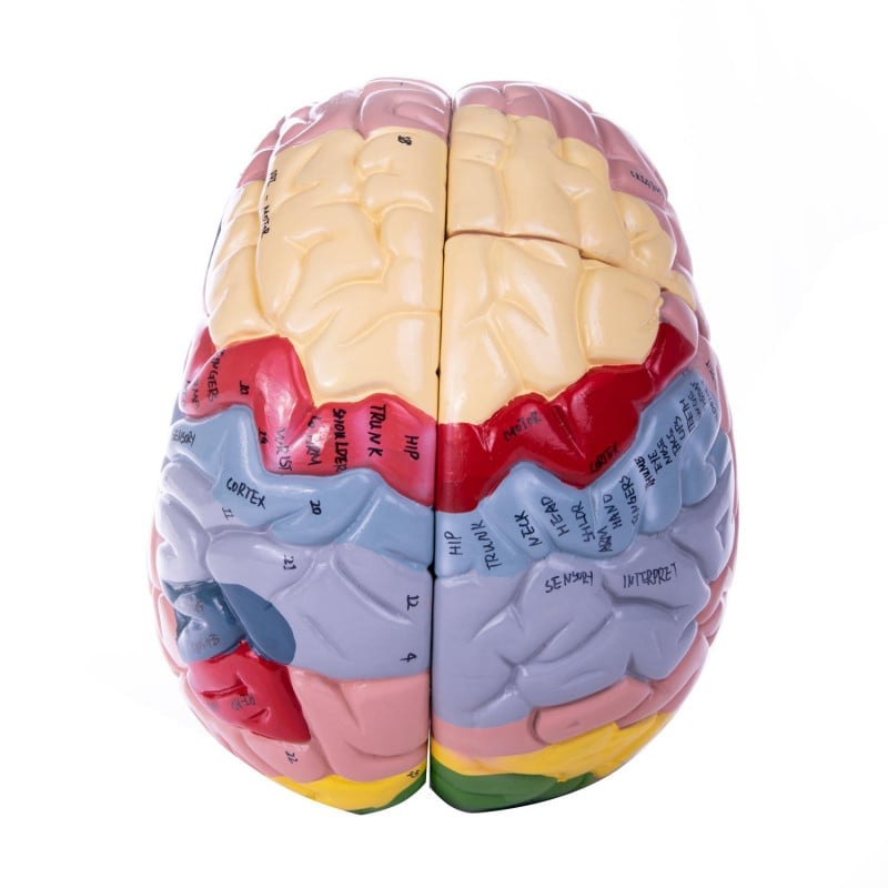 4-part Brain Model