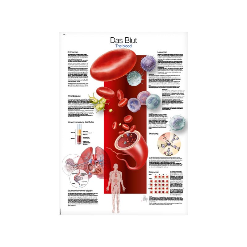 Blood Wall Chart