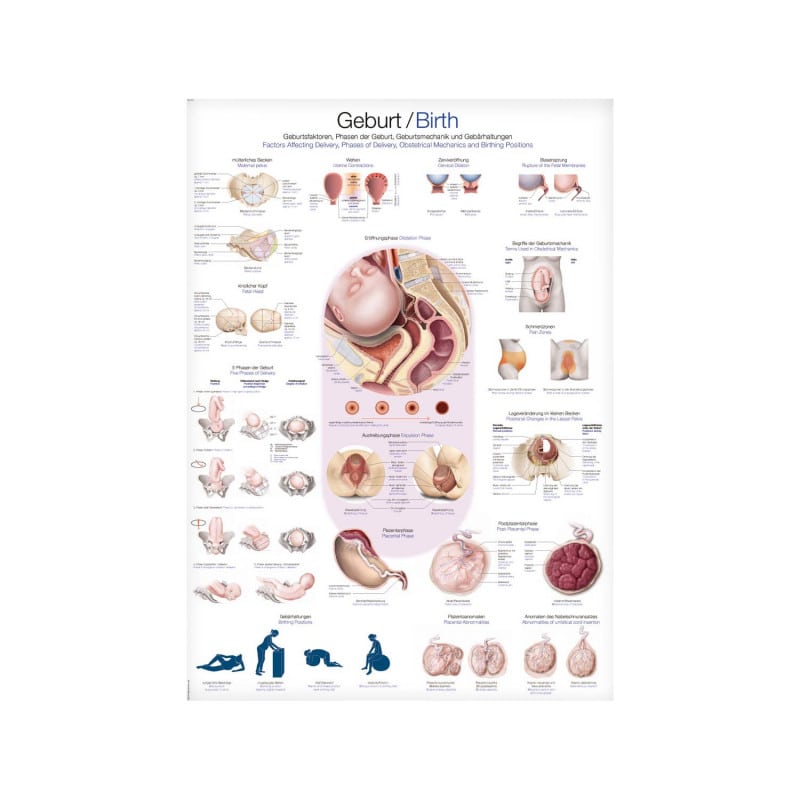 Birth Wall Chart