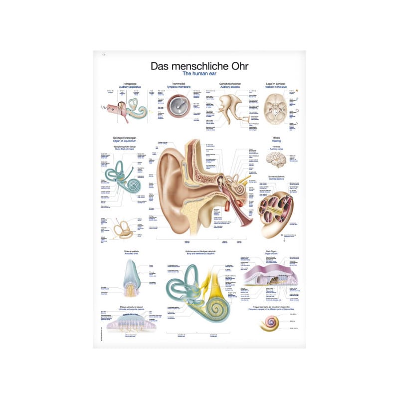 The Human Ear Wall Chart