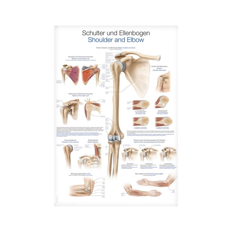 Shoulder and Elbow Wall Chart