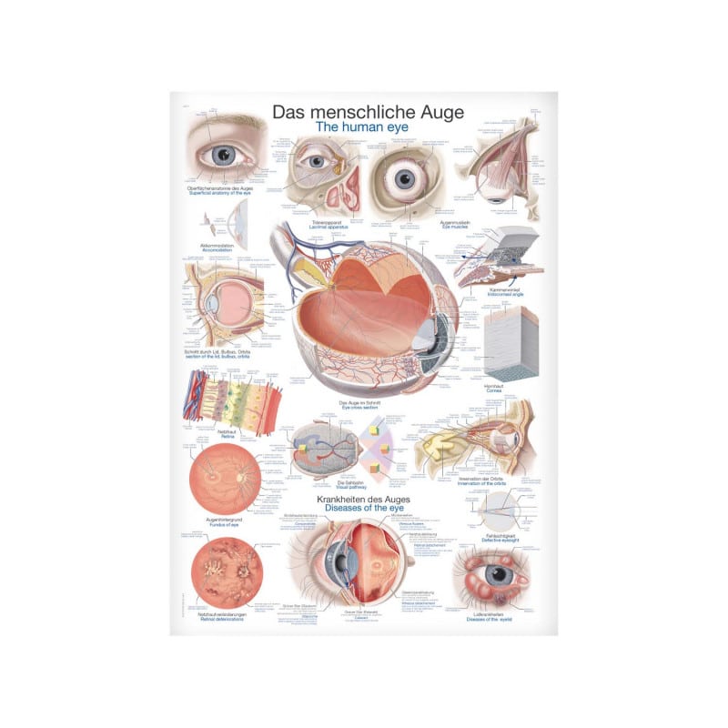 The Human Eye Wall Chart