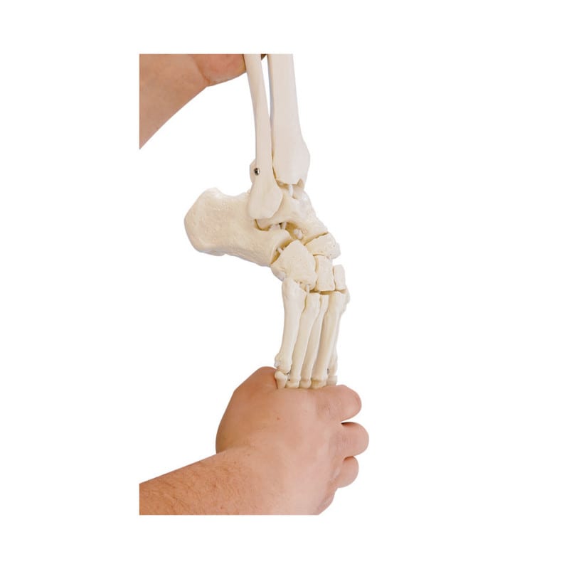 Foot Skeleton