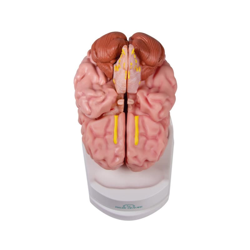 Anatomical Brain Model