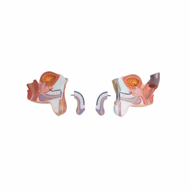 Torso With Opened Back