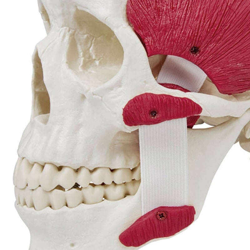 Skull with Masticatory Muscles