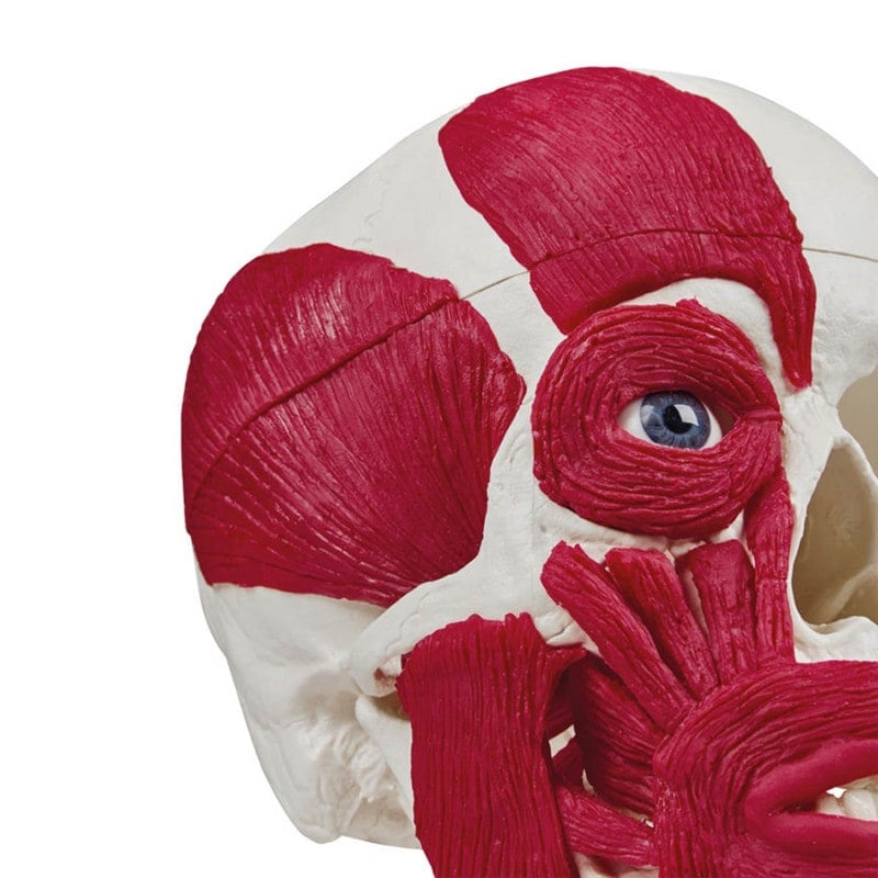 Skull with Musculature