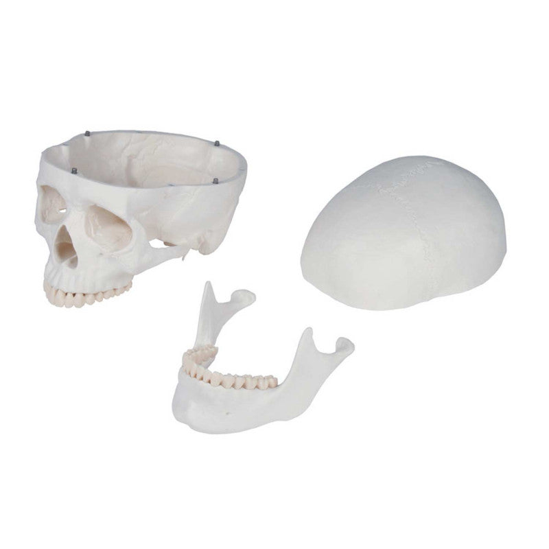 Skeleton model for learning all important structures