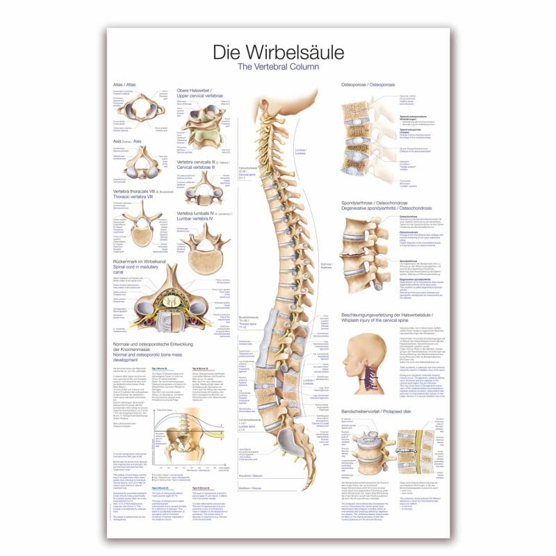 The Vertebral Column Wall Chart