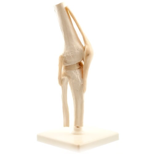 Human Knee Model
