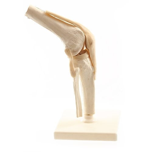 Human Knee Model